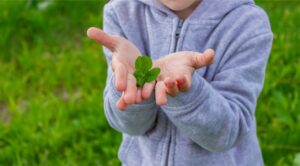 Quadrifogli primaverili